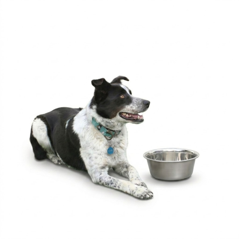 Miska pre psa 2